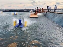 Tambak Udang Modern di Kebumen Gandeng 152 Warga Lokal, Gaji Rp 2 Jutaan/Bulan