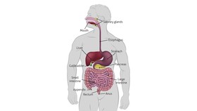 Memahami Organ Pencernaan pada Manusia dan Fungsinya