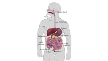 Memahami Organ Pencernaan pada Manusia dan Fungsinya