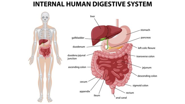 Sistem pencernaan manusia melibatkan berbagai macam organ di dalam tubuh, mulai mulut hingga anus. Berikut organ pencernaan manusia, fungsi, dan cara kerjanya.