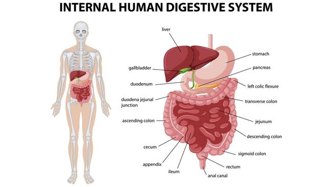 Sistem Pencernaan Manusia Organ Fungsi Dan Cara Kerjanya Paperplane