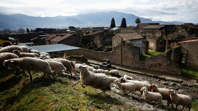 FOTO: Domba-domba Penyelamat Reruntuhan Situs Kuno Pompeii di Italia