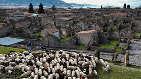 FOTO: Domba-domba Penyelamat Reruntuhan Situs Kuno Pompeii di Italia