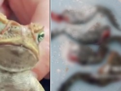 Gegara Masak Kodok Beracun, Video Aksi TikTokers Ini Jadi Viral