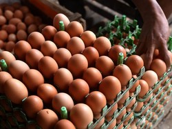 Harga Telur Merangkak Naik, Tembus Rp 32.000/Kg