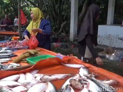 Harga Ikan Nila-Patin Melonjak Naik di Pasar Muaro Jambi