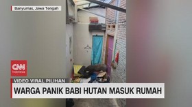 VIDEO: Warga Panik Babi Hutan Masuk Rumah