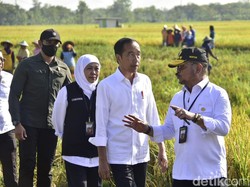 Jokowi Puji Hasil Panen Padi Ngawi, Siap Beri Bantuan Seribu Mesin Combine