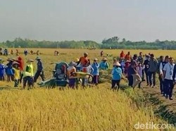 Jokowi Panen Raya di Ngawi, Petani Semringah Dapat Amplop