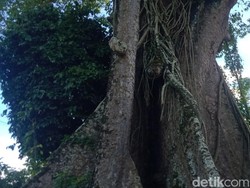 Pohon Randu Alas Segede Bak Truk di Klaten Konon Berkaitan Asal-usul Desa