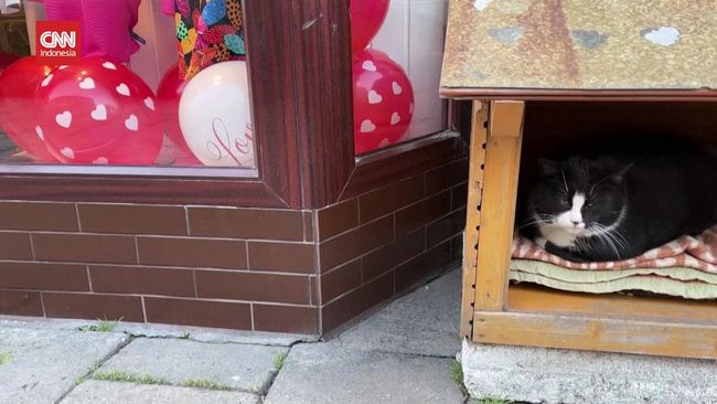 Rumah Baru Gacek, Kucing Gemoy di Jalanan Polandia Idola Para Turis Rumah Baru Gacek, Kucing Gemoy di Jalanan Polandia Idola Para Turis