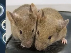 Tikus Rekayasa Genetika, Lahir dari 2 Induk Jantan