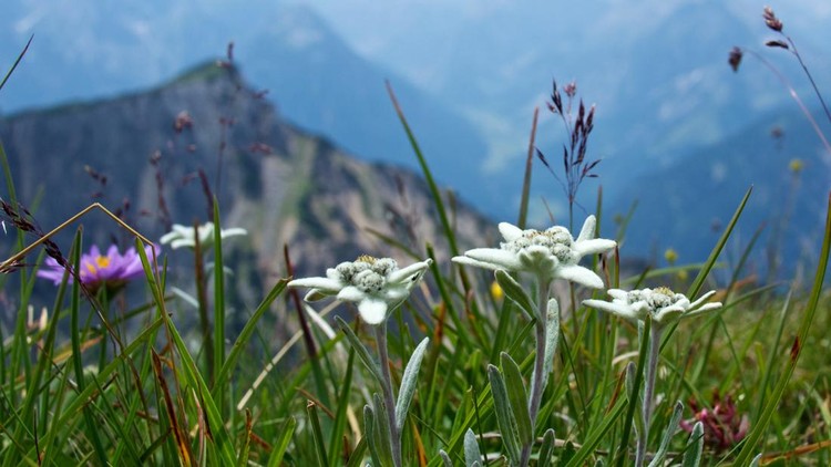 Mountain flowers in the Alps