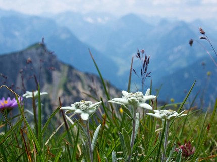 5 Fakta Bunga Edelweiss Rawa yang Sempat Viral Rusak karena Event Motor Trail