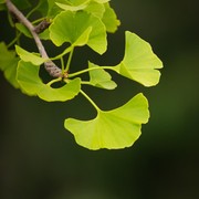 Ketahui 6 Manfaat Tanaman Herbal Ginkgo Biloba, Benarkah Bisa Bantu Tingkatkan Fungsi Otak?