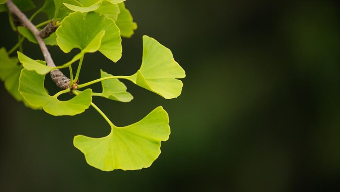img-title Ketahui 6 Manfaat Tanaman Herbal Ginkgo Biloba, Benarkah Bisa Bantu Tingkatkan Fungsi Otak?