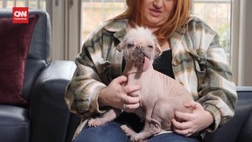 VIDEO: Perkenalkan, Ini Peggy, Anjing Terjelek di Inggris