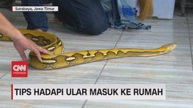VIDEO: Waspada Ular di Musim Hujan