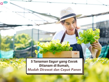 5 Tanaman Sayur yang Cocok Ditanam di Rumah, Mudah Dirawat dan Cepat Panen