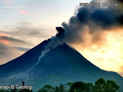 Flora dan Fauna Adaptif di Gunung Merapi