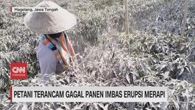 VIDEO: Petani Terancam Gagal Panen Imbas Erupsi Merapi