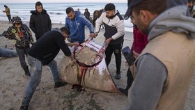 FOTO:  Puluhan Ikan Pari Langka Terdampar di Pantai Gaza