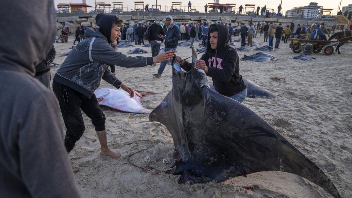 FOTO:  Puluhan Ikan Pari Langka Terdampar di Pantai Gaza