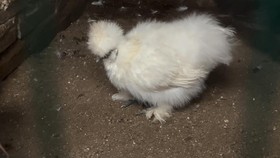 VIDEO: Budidaya Ayam Hias Hasilkan Cuan Ratusan Juta Rupiah