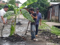 Tagih Janji Walkot Bobby, Warga Tanam Pohon Pisang di Jalan Rusak