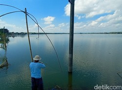 Berbulan-bulan Terendam Banjir, Ribuan Hektare Sawah di Pati Puso