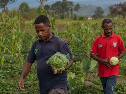 Petani Papua Bakal Dapat Pasokan Benih Sayur dari Jabar