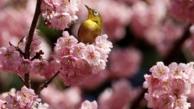 Menantikan Musim Bunga Sakura Bermekaran di Jepang