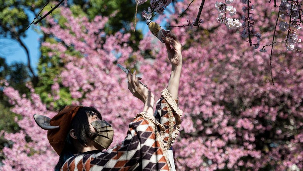 Jepang Umumkan Waktu Bunga Sakura Bermekaran Tahun Depan