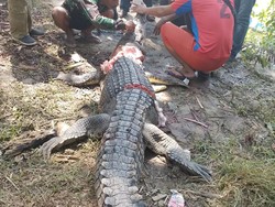 Buaya 4 Meter yang Terkam Wanita Paruh Baya di Sultra Mati Ditebas Warga