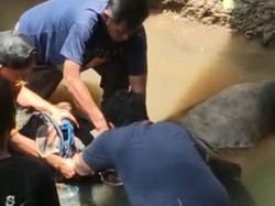 Sudah Lari 3,8 Km dari Tol Cengkareng, Sapi Lepas Akhirnya Disembelih