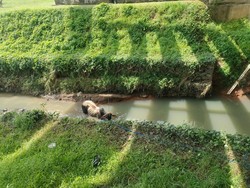 Sapi Lepas di Tol Cengkareng Mandi di Parit Sambil Tunggu Evakuasi