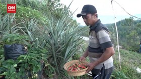 VIDEO: Ubah Lahan Gersang Jadi Kebun Stroberi Beri Cuan Jutaan Rupiah