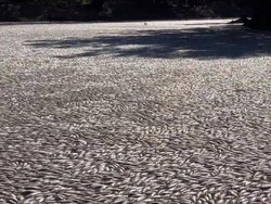 Mengerikan! Jutaan Ikan Mati Mengambang di Sungai Australia
