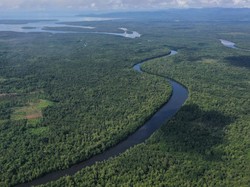 Optimalkan FOLU, Indonesia Perluas Hutan Mangrove untuk Tekan Emisi