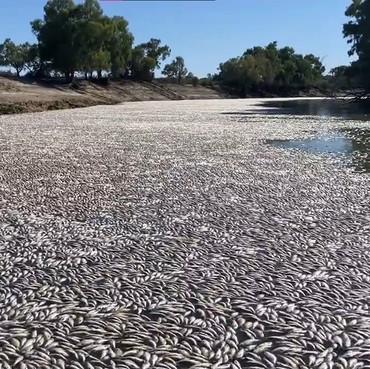 Viral Sungai Dipenuhi Jutaan Ikan Mati dan Membusuk, Fenomena Apa?