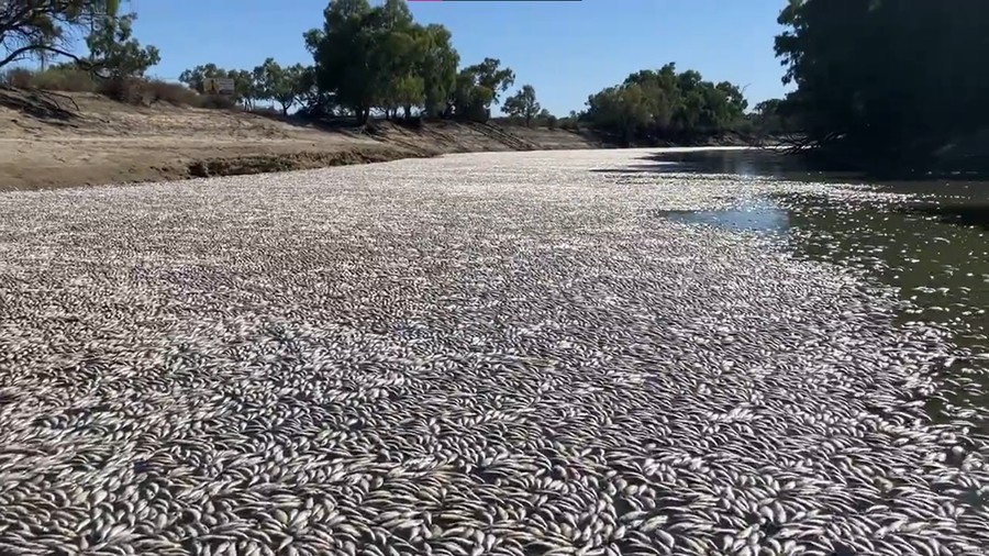 Ditemukan jutaan ikan mati mengambang di Sungai Darling, Menindee, New South Wales (NSW), Australia. Keberadaan ikan ini sampai menutupi permukaan sungai.
