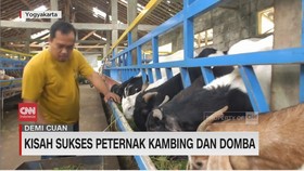 VIDEO: Kisah Sukses Peternak Kambing Dan Domba