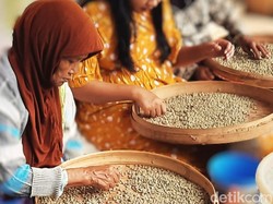 5 Fakta Kopi Arabika Java Ijen Raung Bondowoso yang Menarik