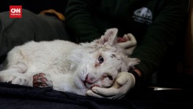 VIDEO: Anak Harimau Putih Ditemukan Lumpuh di Tempat Sampah Yunani