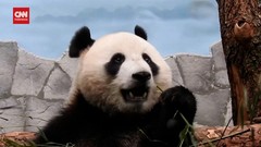 VIDEO: Panda Raksasa Ruyi-Ding Ding Simbol Persahabatan Rusia-China