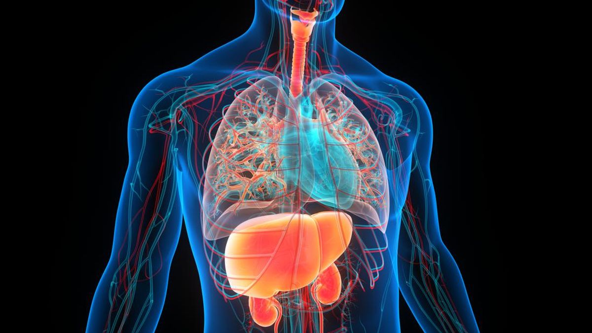 Fungsi Organ Hati Manusia dan Cara Menjaganya agar Tetap Sehat