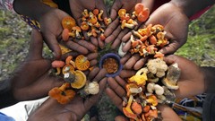 FOTO: Tergoda 'Bahaya' Jamur Liar di Zimbabwe