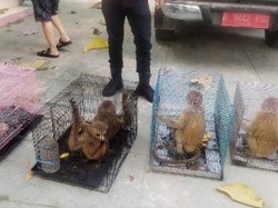 KLHK Gagalkan Penyelundupan Satwa Dilindungi di Gorontalo, 1 Pelaku Ditangkap