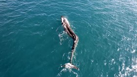 Cerita Pilu Paus Patah Tulang Punggung yang Terus Berenang di Spanyol