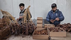 FOTO: Ramadan dan Popularitas Kurma Palestina
